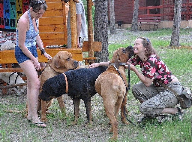 Podczas weekendu w Sielpi można było zobaczyć psy rasy tosa, które przybyłu tu wraz ze swymi właścicielami na Dni Tosa Sielpia 2011