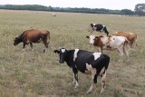 900 opolskich rolników popłynęło na mleku