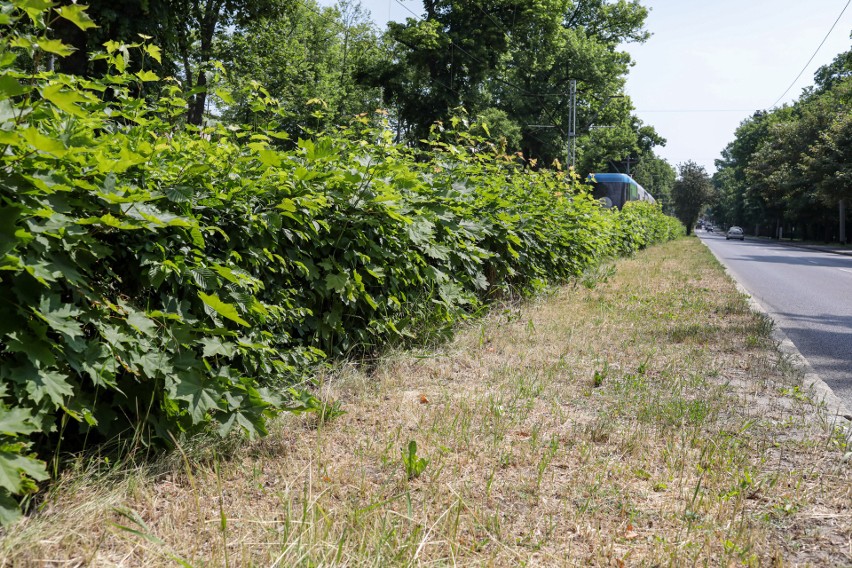 Wygrali konkurs na koszenie miasta i zrezygnowali. Upały się skończą, a w Szczecinie pozostaną wysuszone chaszcze?