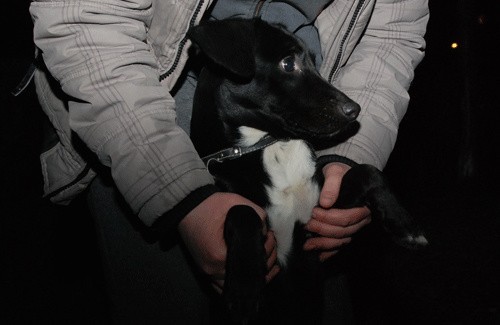 Piesek, który zgubił się w środowy wieczór, czeka na właścicieli w koszalińskim schronisku przy ul. Topolowej 3. 