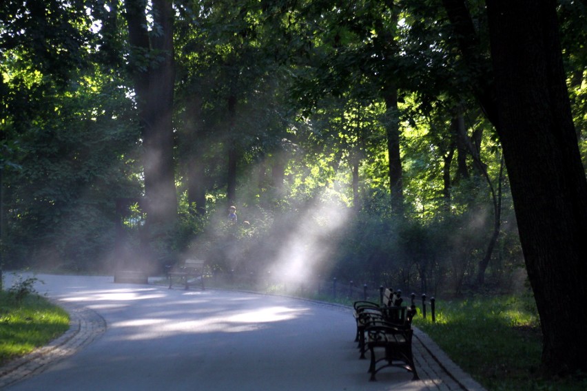 Lublin rozpoczął walkę z komarami i meszkami. Na początek Ogród Saski (ZDJĘCIA)