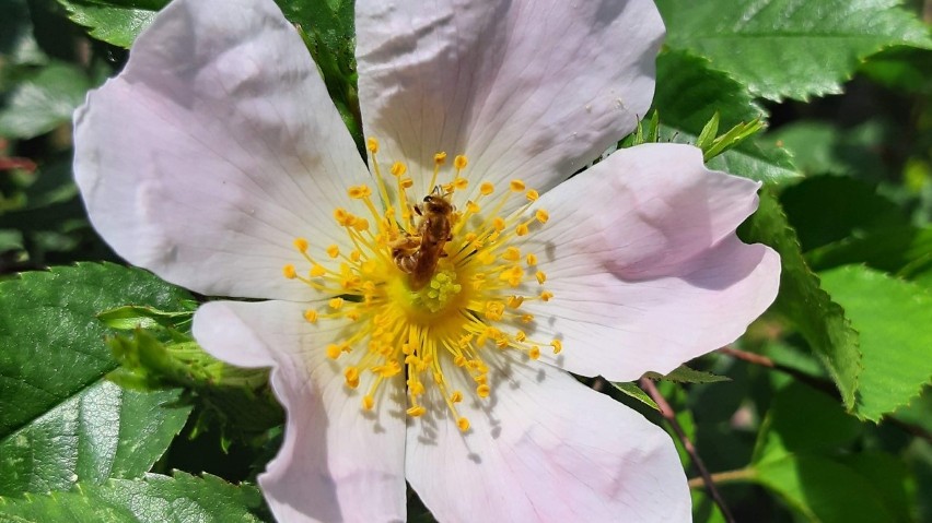 Róża pomarszczona to wspaniały pożytek dla pszczół.