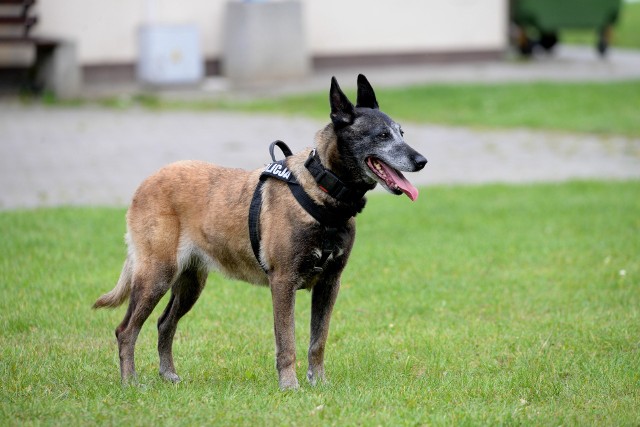 Samorządy powiatu sępoleńskiego dołożą komendzie policji 10 tysięcy złotych do zakupu służbowego psa przeszkolonego do ujawniania narkotyków.