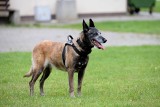 Komendant policji w Sępólnie chciał, by samorządy dorzuciły się do zakupu służbowego psa
