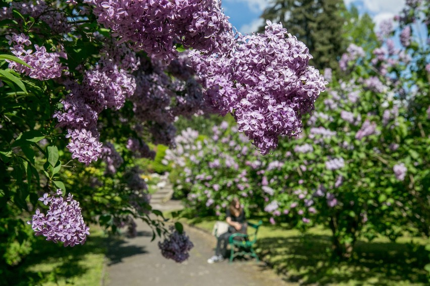 Kraków może pochwalić się najstarszym ogrodem botanicznym w...