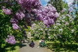 Kiedy i gdzie w Polsce najpiękniej kwitną bzy? 13 miejsc na wiosenną wycieczkę wśród słodkiego zapachu kwiatów