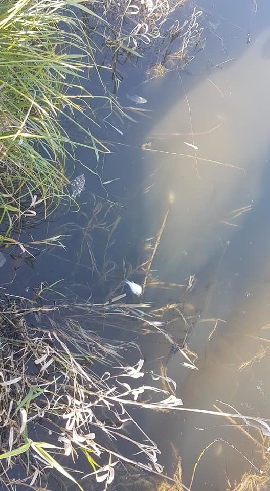 Stary Sącz. Śnięte ryby na Bobrowisku. Ktoś wrzucił granat lub poraził je prądem?