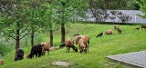 Owce i barany zastąpiły spalinowe kosiarki. Tak Raciborskie Centrum Recyklingu dba o ekologię i oszczędza na paliwie 
