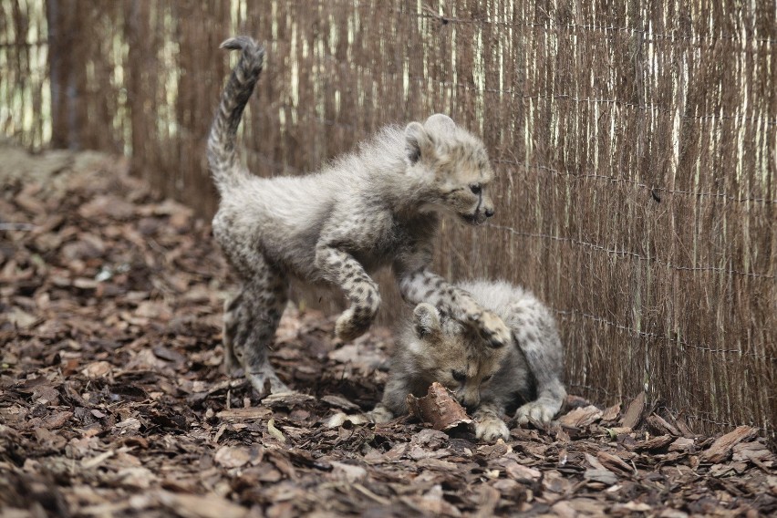 Osiem gepardów urodziło się w ogrodzie zoologicznym w Opolu! 