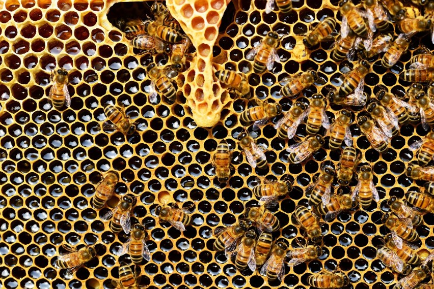 Zgnilec atakuje pszczoły. Pszczoły w Łódzkiem są zagrożone. Tuż za granicą województwa zaatakował zgnilec amerykański