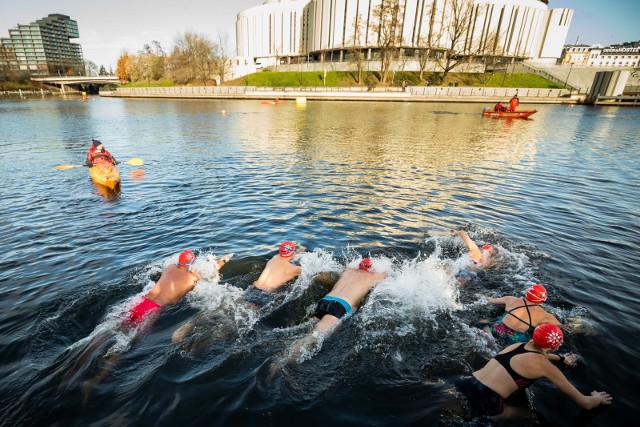 W sobotę 30 listopada, w Bydgoszczy odbyła się druga edycja imprezy Ice Swimming Bydgoszcz Festival. Pierwsze zwody w pływaniu w zimnej Brdzie zorganizowano w centrum Bydgoszczy w 2018 roku. Wówczas na starcie stanęło ponad 150 zawodników, którzy płynęli na dystansach 100, 450 i 1000 metrów.W 2019 roku organizatorzy dołożyli jeden dystans indywidualny (250 metrów) oraz sztafetę 4 x 100 metrów. Start i metę zorganizowano na Wyspie Młyńskiej, a uczestnicy Ice Swimming Bydgoszcz Festival 2019 płynęli na odcinku pomiędzy mostem Jana Kiepury a mostami Solidarności w bezpośrednim sąsiedztwie śluzy miejskiej. Na dystans 100-metrowy zapisało się 150 zawodników, 50 osób zgłosiło się do udziału na dystansie 250 metrów, a z niemal półkilometrowy odcinek zimowej Brdy postanowiło przepłynąć 40 uczestników. 20 osób zapisało się do rywalizacji na najdłuższym dystansie 1000 metrów. Kilkanaście sztafet zgłoszono też do zawodów drużynowych.