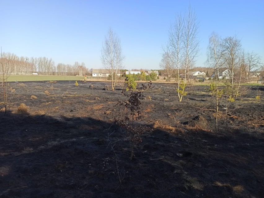 Wypalanie traw jest szkodliwe, ale wciąż praktykowane. PSP w Ostrołęce niemal codziennie otrzymuje wezwanie do gaszenia pożaru traw