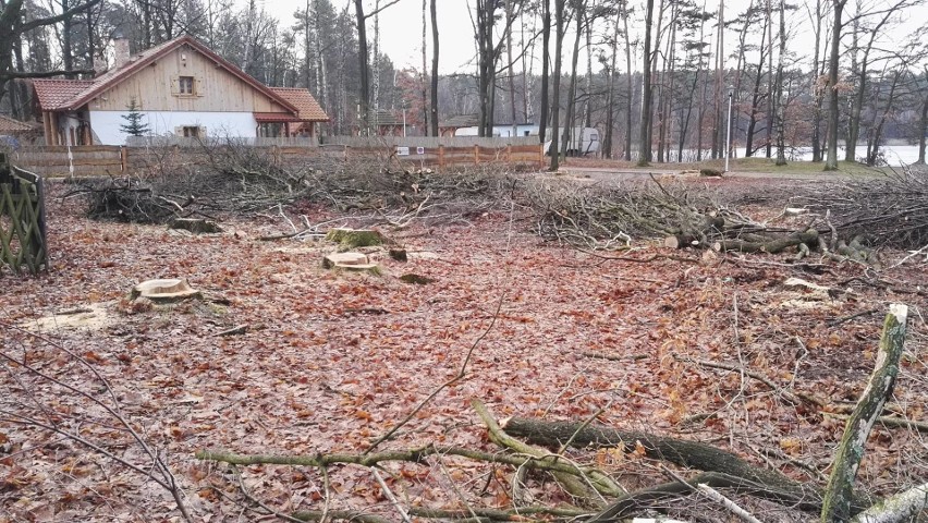 Wokół Turawy trwa wielka wycinka drzew. Zniknie 5 hektarów! [Galeria]
