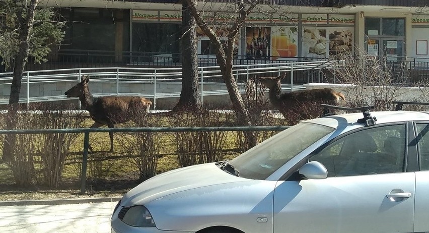 Łanie na ulicy Jagiellońskiej