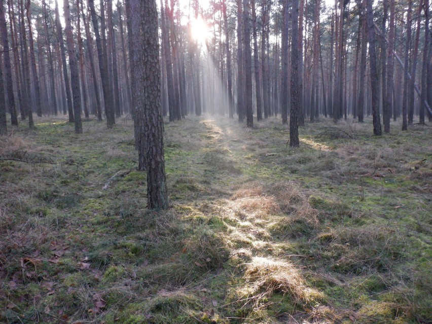 Bydgoszcz. Słońce spektakularnie żegnało stary rok w lesie [zdjęcia]