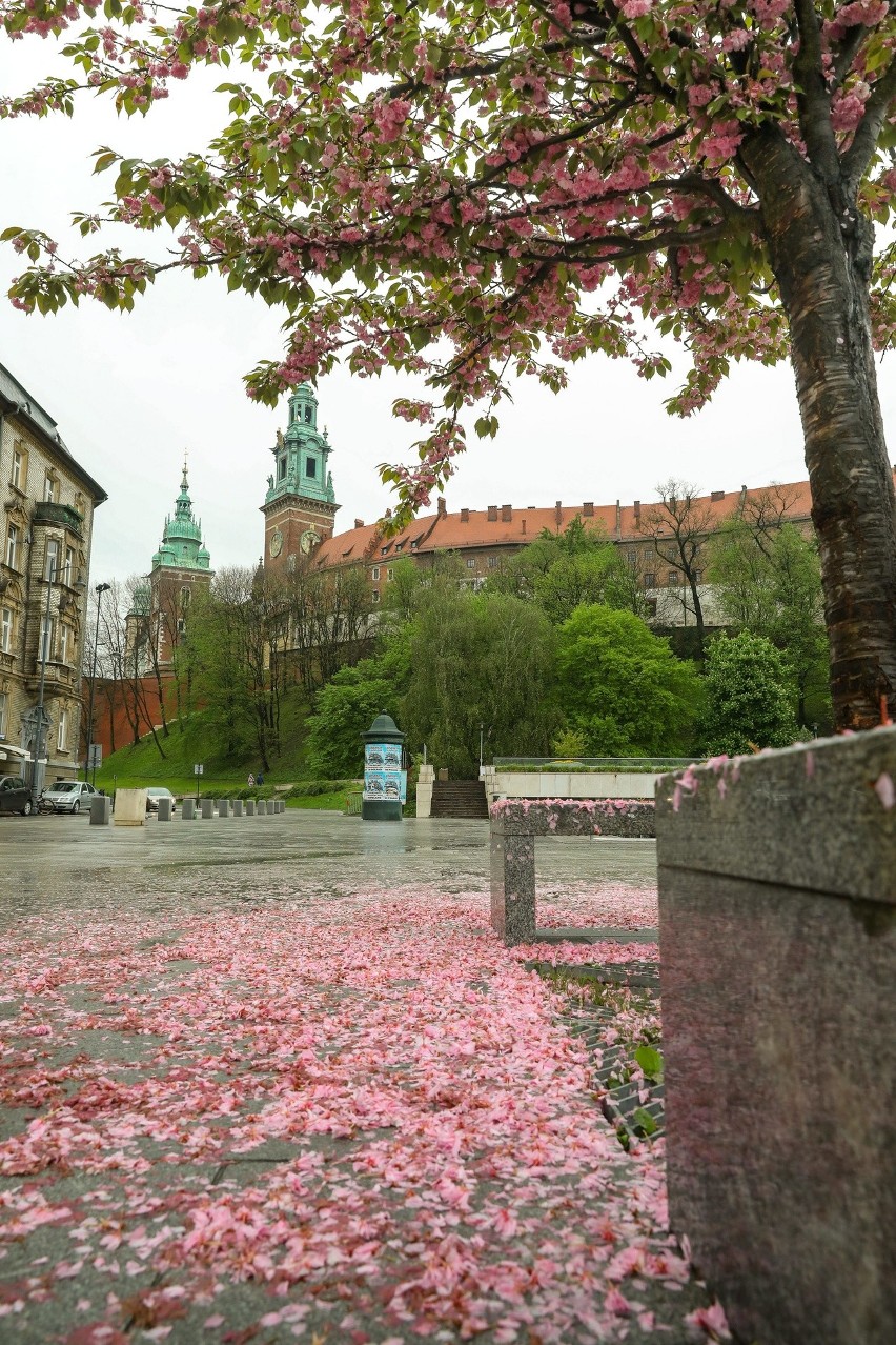Wiosna w Krakowie pełna kolorów, pod Wawelem zakwitły wiśnie [ZDJĘCIA]