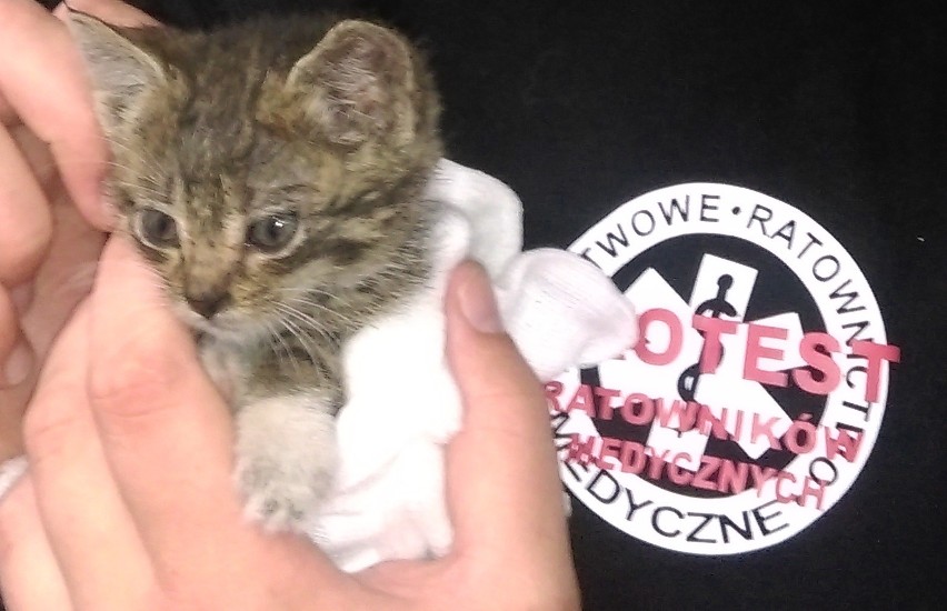 Małego kotka ocalili ratownicy medyczni