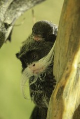 Tamaryna cesarska z gdańskiego zoo znowu ma dziecko [ZDJĘCIA]