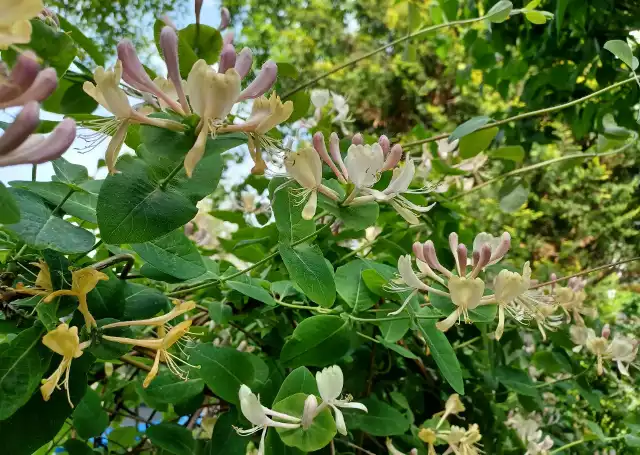 Wiciokrzew przewiercień, czyli kapryfolium, wyróżnia się pięknym i mocnym zapachem kwiatów. To pnącze łatwe w uprawie.