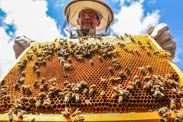 Roczna praca polskich pszczół wyceniona jest na - bagatela - ponad 4 miliardy złotych. Tyle straciliby sadownicy i rolnicy znad Wisły, gdyby nie mogli liczyć na owady zapylające.Jeśli brakuje Wam energii do pracy, koniecznie zobaczcie naszą galerię! I poznajcie pszczele tajemnice.Na starcie zdradzimy, co nas najbardziej zaskoczyło. Otóż, pszczoły pochodzą z ... czasów dinazaurów. Według naukowców pojawiły się 120 milionów lat temu. W 2006 roku, w Birmie, odnaleziono bursztyn sprzed 100 mln lat, w którym zatopiony był owad przypominający pszczołę. Biorąc pod uwagę, że owad miał zaledwie 2,95 mm długości, pierwsze rośliny wytwarzające kwiaty także nie należały do największych.Inne ciekawostki znajdziecie pod podpisami kolejnych zdjęć. Miodobranie na dachu Urzędu Marszałkowskiego w Toruniu: