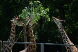 Krakowskie żyrafy to najwyżsi mieszkańcy zoo. I nadal rosną