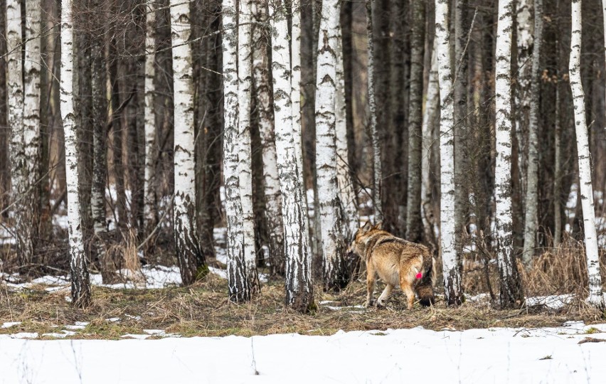 Odłowiona wilczyca nie zostanie w Białowieży. Zebrano pieniądze na budowę wybiegu (zdjęcia, wideo)