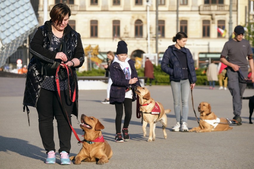 Przyszłe psy asystujące przeszły ulicami Poznania....