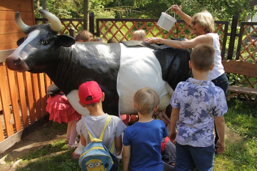 Dzieci uczyły się doić krowę w gdańskim ZOO