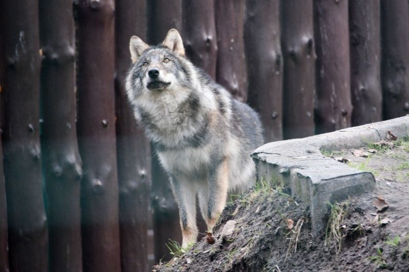 Młode wilki wreszcie przyjechały do ZOO (zdjęcia, wideo)