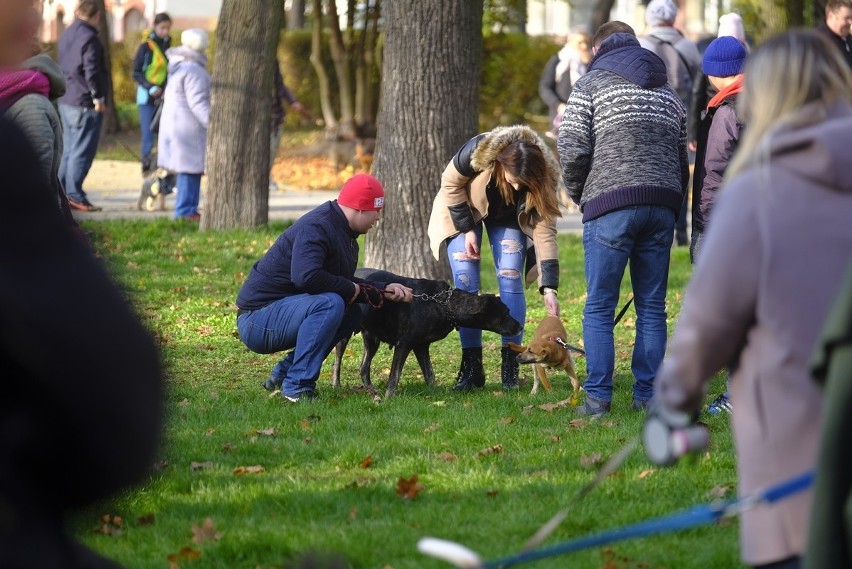 W Toruniu odbył się I Toruński Marsz Adopciaków. W imprezie...