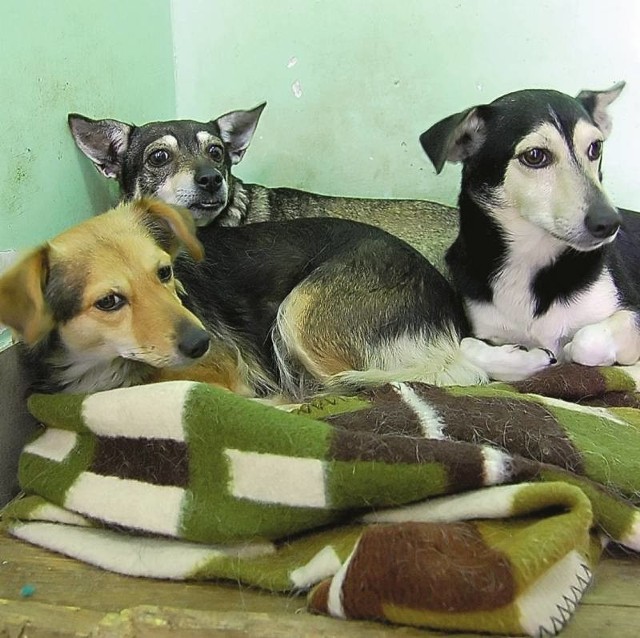 Pieski były własnością 62 - letniego mieszkańca Żar, który zabił trzy pozostałe psy. Wszystkie trzymał w jednym małym pokoju.