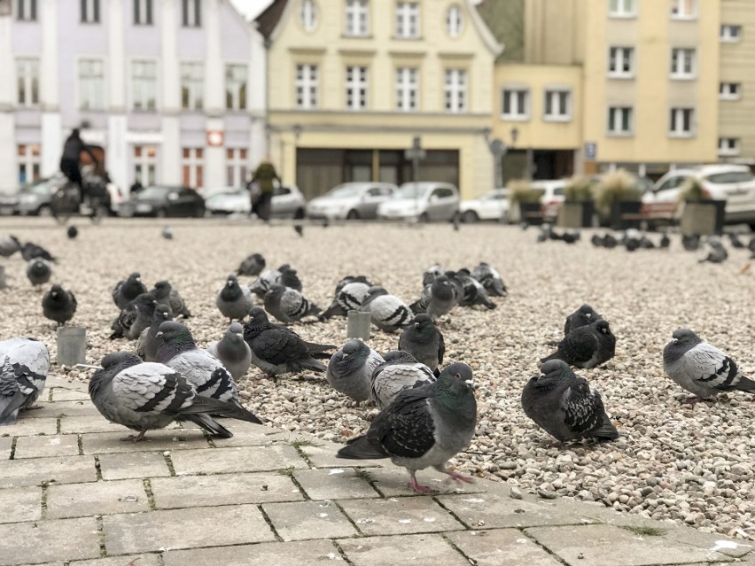 Martwe gołębie na Starym Rynku w Słupsku. Przejechane czy otrute?