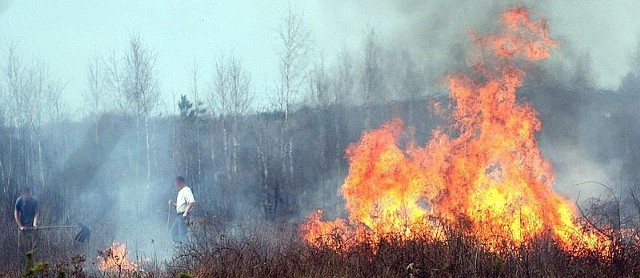 Leśnicy nie mają wątpliwości, że spalony młodnik to dzieło podpalacza. Na pogorzelisku leżały martwe młode dziki.