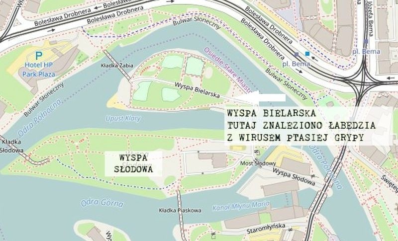 Ptasia grypa we Wrocławiu. Martwe łabędzie w Odrze. Nie spaceruj nad rzeką, nie dokarmiaj ptaków