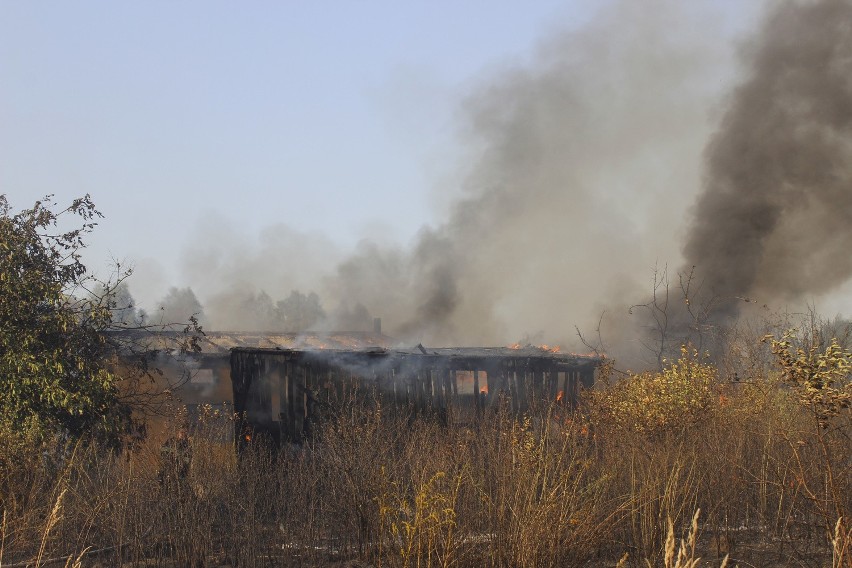 Pożar lasu na Olechowie. Kilkanaście zastępów straży pożarnej walczy z ogniem [ZDJĘCIA+FILM]