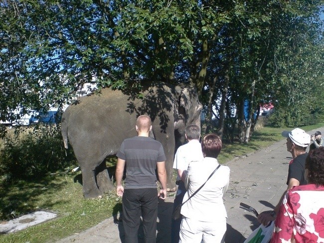 Slon na ulicach Slupska