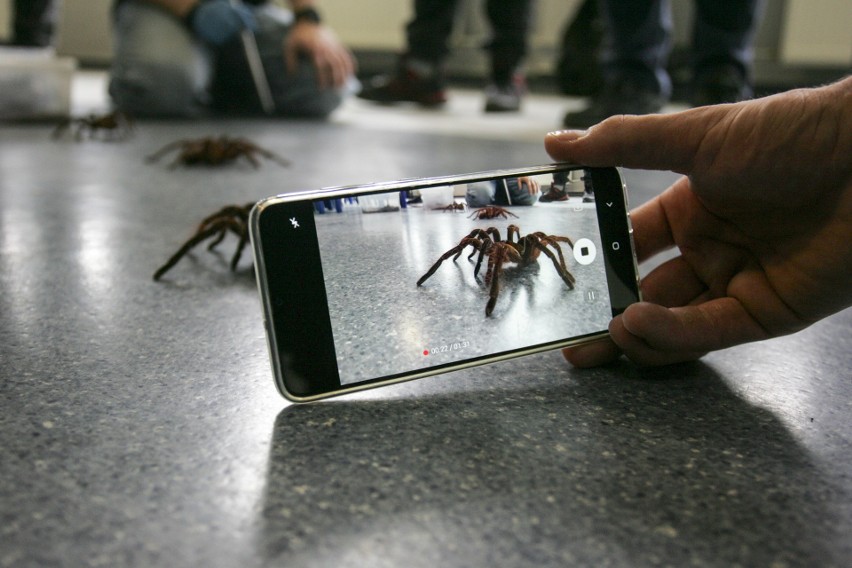 Największe pająki świata na pierwszym w Słupsku spotkaniu hodowców pajęczaków