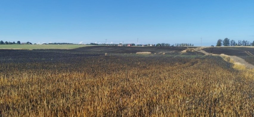 W Sulicicach spłonęły hektary zboża. Ogromny pożar pola ZDJĘCIA