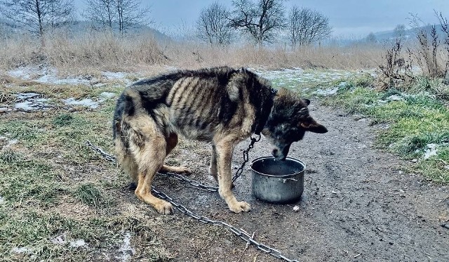 Oprawca został zatrzymany przez policję jeszcze tego samego dnia. Gdy był przewożony samochodem służbowym wpadł w szał i zniszczył radiowóz powodując straty w kwocie 900 złotych na szkodę Komendy Wojewódzkiej Policji we Wrocławiu.