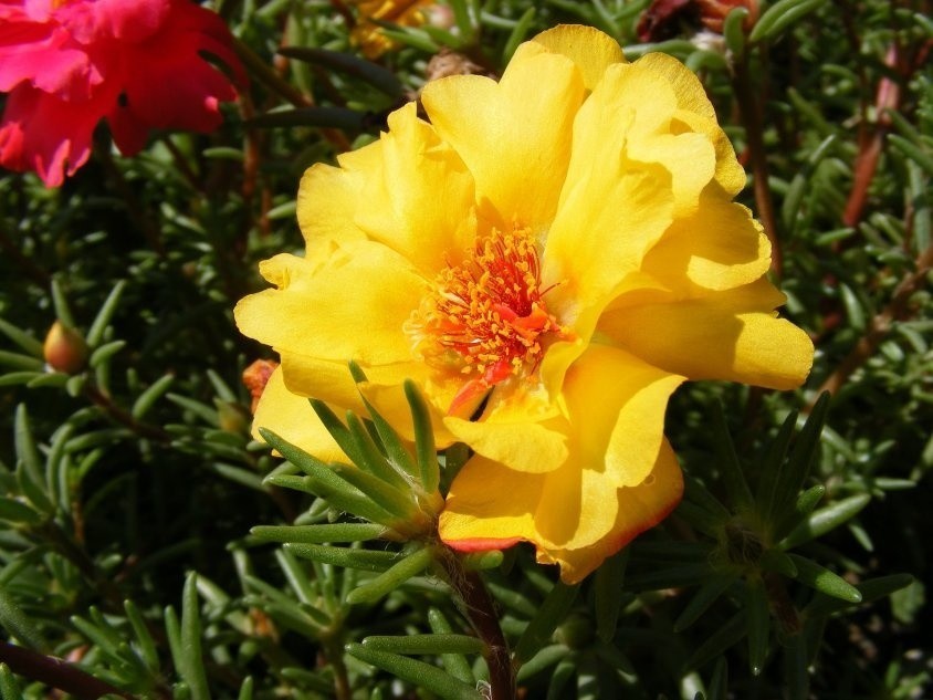 Portulaka wielkokwiatowa ma piękne kwiaty w żywych kolorach.