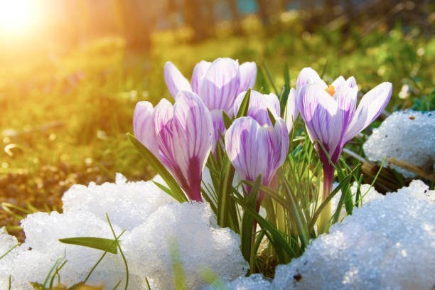 Astronomiczna wiosna rozpocznie się dzień przed rozpoczęciem wiosny kalendarzowej
