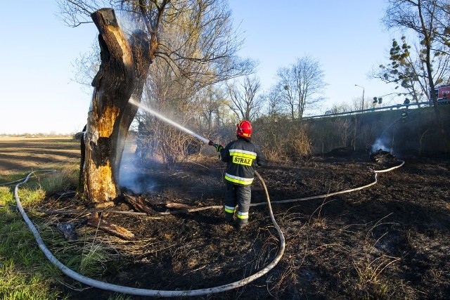Ogień z traw wypalanych przy drodze krajowej ze Świecia do Chełmna przeniósł się na wiekowe wierzby, spłonęło pięć drzew.