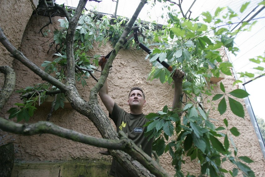 Śląski Ogród Zoologiczny od kuchni