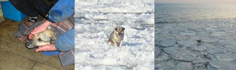 Uwięziony na krze pies został uratowany! Załoga wyłowiła go na Zatoce Gdańskiej!