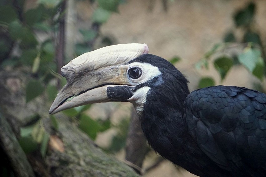 Dzioborożec palawański wykluł się we wrocławskim zoo. To niezwykły ptak (ZDJĘCIA)