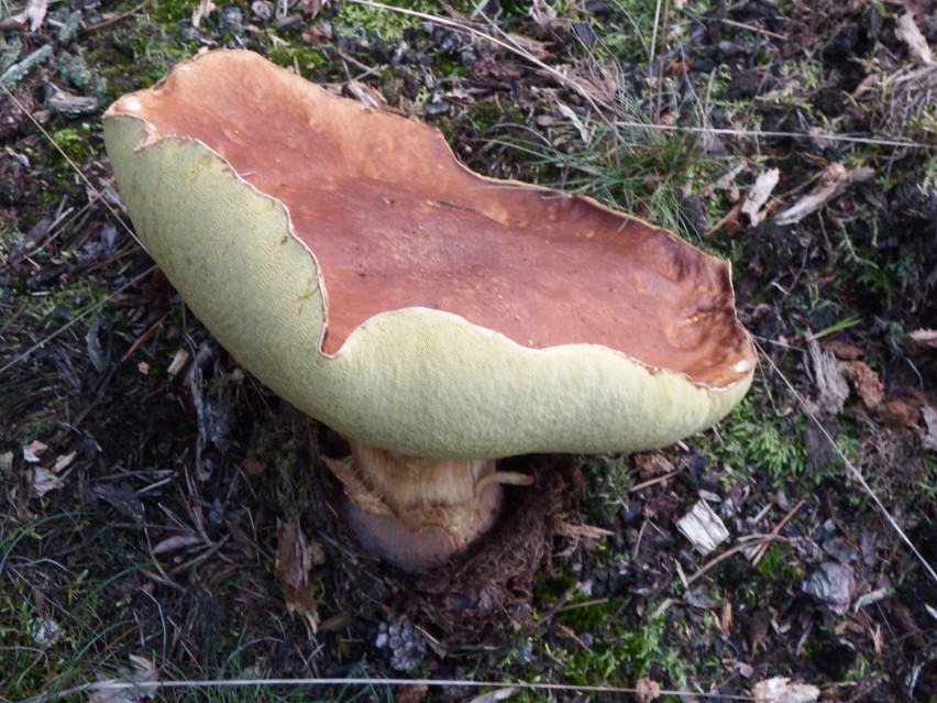 Prawdziwek waży 1,15 kg. Sam kapelusz ma 28 centymetrów. - W...