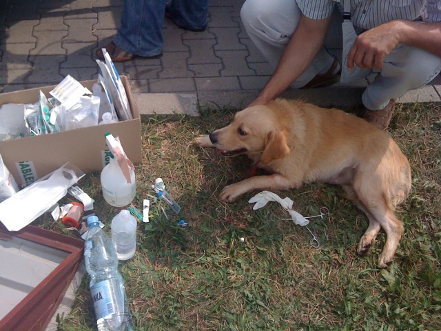 Tego psiaka udało się w ostatniej chwili uratować w upale, dzięki szybkiej interwencji lekarza z Krakowskiego Schroniska dla Bezdomnych Zwierząt