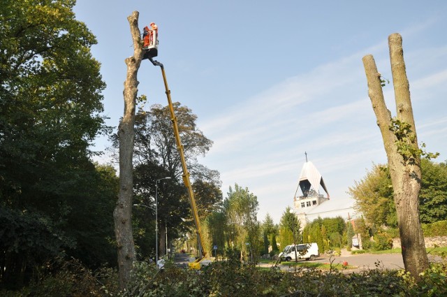 Wycinka klonów na ulicy Kościuszki.