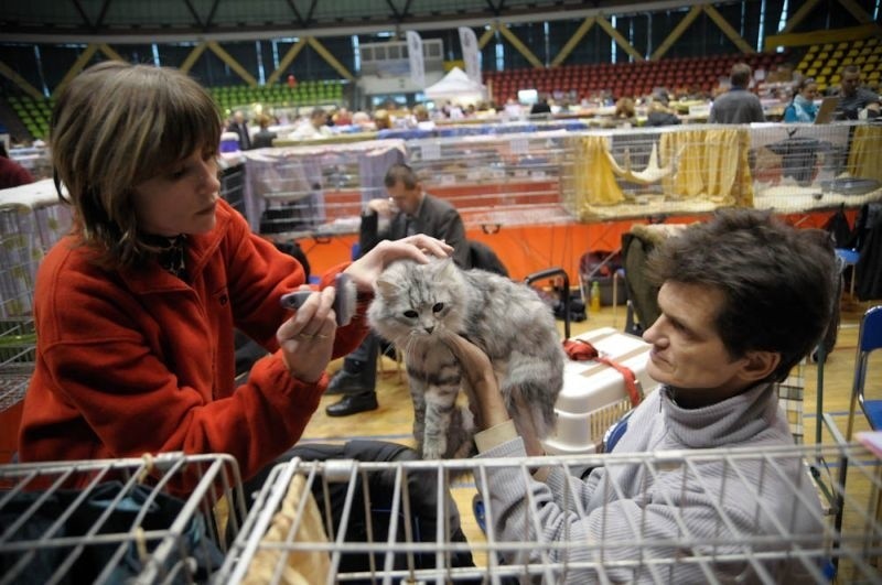 Wystawa kotów w Opolu w opolskim okrąglaku