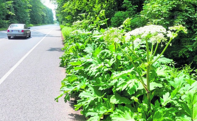 Barszcz Sosnowskiego wyrósł ostatnio m.in. przy trasie wojewódzkiej nr 426. Zarządca drogi potraktował sprawę poważnie i zlecił pilną wycinkę rośliny.